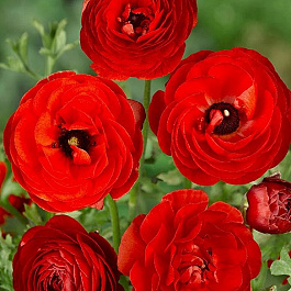 Лютик азиатский Ред