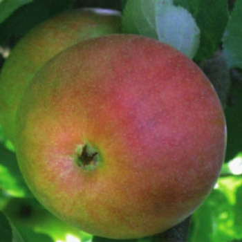 Яблоня  Тамбовское