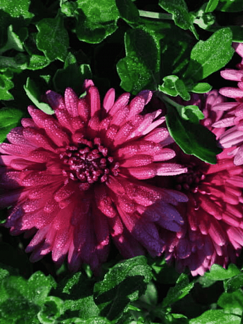 Хризантема корейская Слава