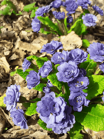 Примула махровая Vintage