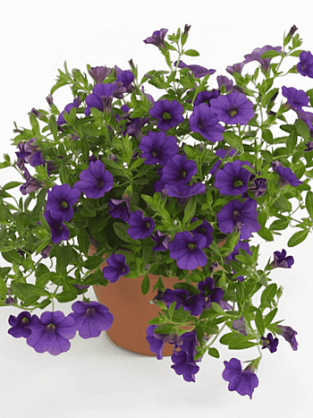 Калибрахоа  Cabaret dark blue (кашпо)