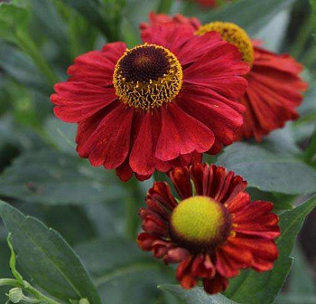 Гелениум осенний Рубинцверг