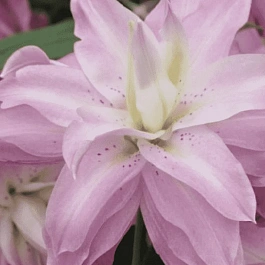 Лилия Magic Princess