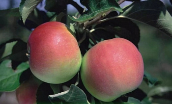 Яблоня Женева Эрли