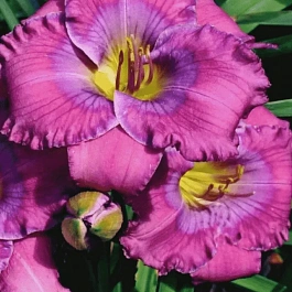 Лилейник Lavender Blue Baby