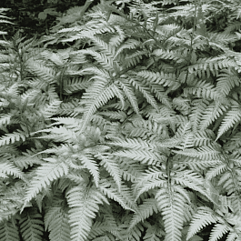 Кочедыжник ниппонский Silver Falls