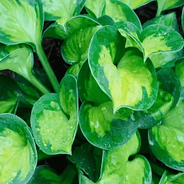 Хоста Sunset Grooves