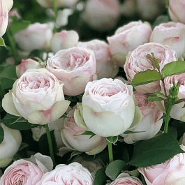 Роза спрей Mansfield Park