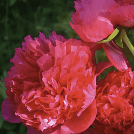 Пион Молочноцветковый Command Performance