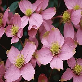 Клематис  Elizabeth