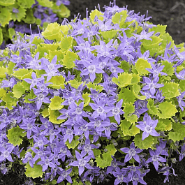 Колокольчик гарганский