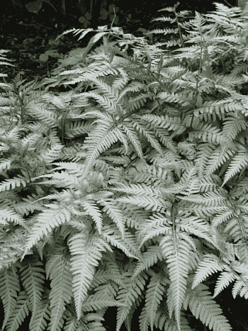 Кочедыжник ниппонский Silver Falls