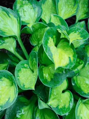 Хоста Sunset Grooves