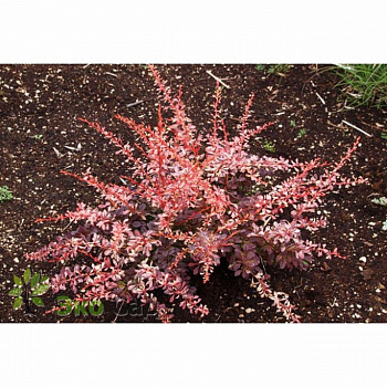 Барбарис Тунберга Пинк Этракшен