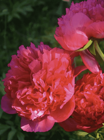 Пион Молочноцветковый Command Performance