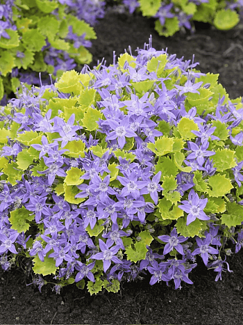 Колокольчик гарганский