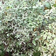 Дерен белый Sibirica Variegata