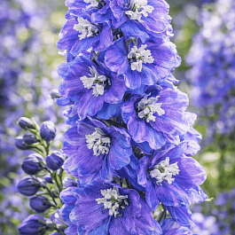 Дельфиниум  Guardian Lavender
