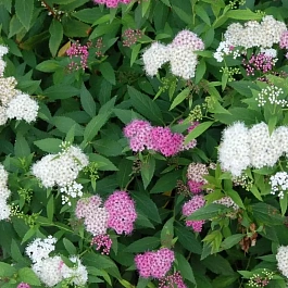 Спирея японская Shirobana