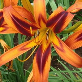 Лилейник Tigereye Spider