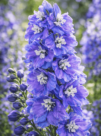 Дельфиниум  Guardian Lavender