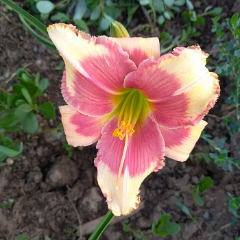 Лилейник гибридный Хелло Скриме НАБОР 2ШТ (1+1)