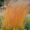 Молиния тростниковая Cordoba