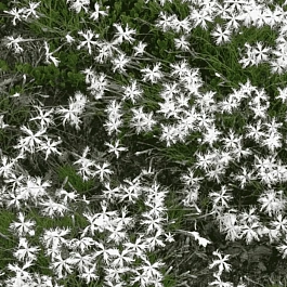 Гвоздика песчаная Little Maiden