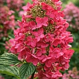 Гортензия метельчатая Mega Mindy