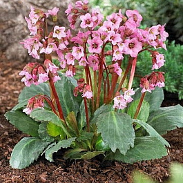 Бадан гибридный Рози Раффлс