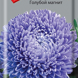 Астра Голубой магнит