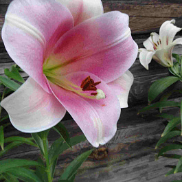 Лилия лонгифлорум Элегант Леди НАБОР 2ШТ (2+2)