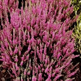 Вереск обыкновенный Allegretto