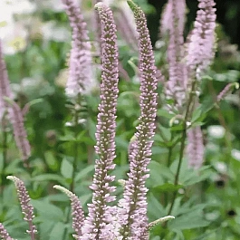 Вероникаструм виргинский  Kleine Erica