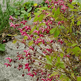 Горянка красная Galadriel