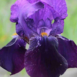 Ирис Bishop's Robe 