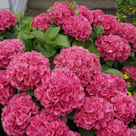 Гортензия крупнолистовая Гловин Эмбес Гортензия крупнолистовая Гловин Эмбес