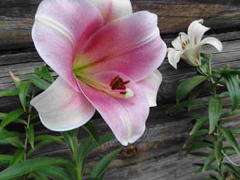 Лилия лонгифлорум Элегант Леди НАБОР 2ШТ (2+2)