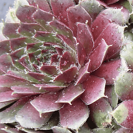 Молодило гибридное Alpha