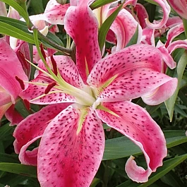 Лилия Mero Star