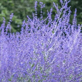 Перовския Тайга