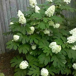 Гортензия дуболистная