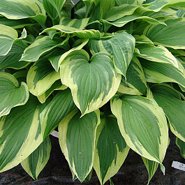 Хоста гибридная Антиох Хоста гибридная Антиох
