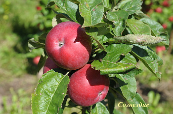 Яблоня колоновидная Созвездие