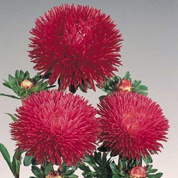 Астра Гала Бургунди