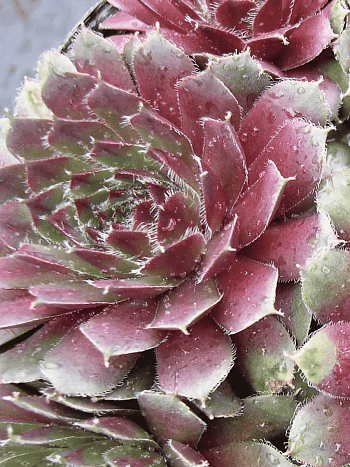 Молодило гибридное Alpha