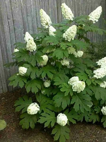 Гортензия дуболистная