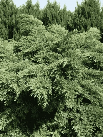 Можжевельник виргинский Hetz