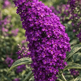 Буддлея давида Harlequin