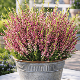 Вереск обыкновенный Lilli